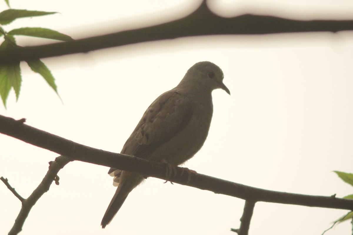 Ruddy Ground Dove - ML143914871