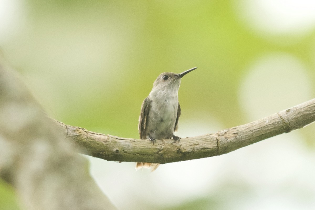 Olive-spotted Hummingbird - ML143914931