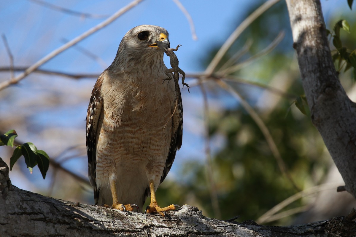 Red-shouldered Hawk (extimus) - Alex Lamoreaux