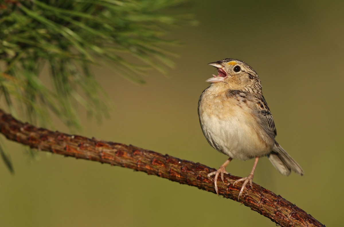 Grasshopper Sparrow - ML143918201