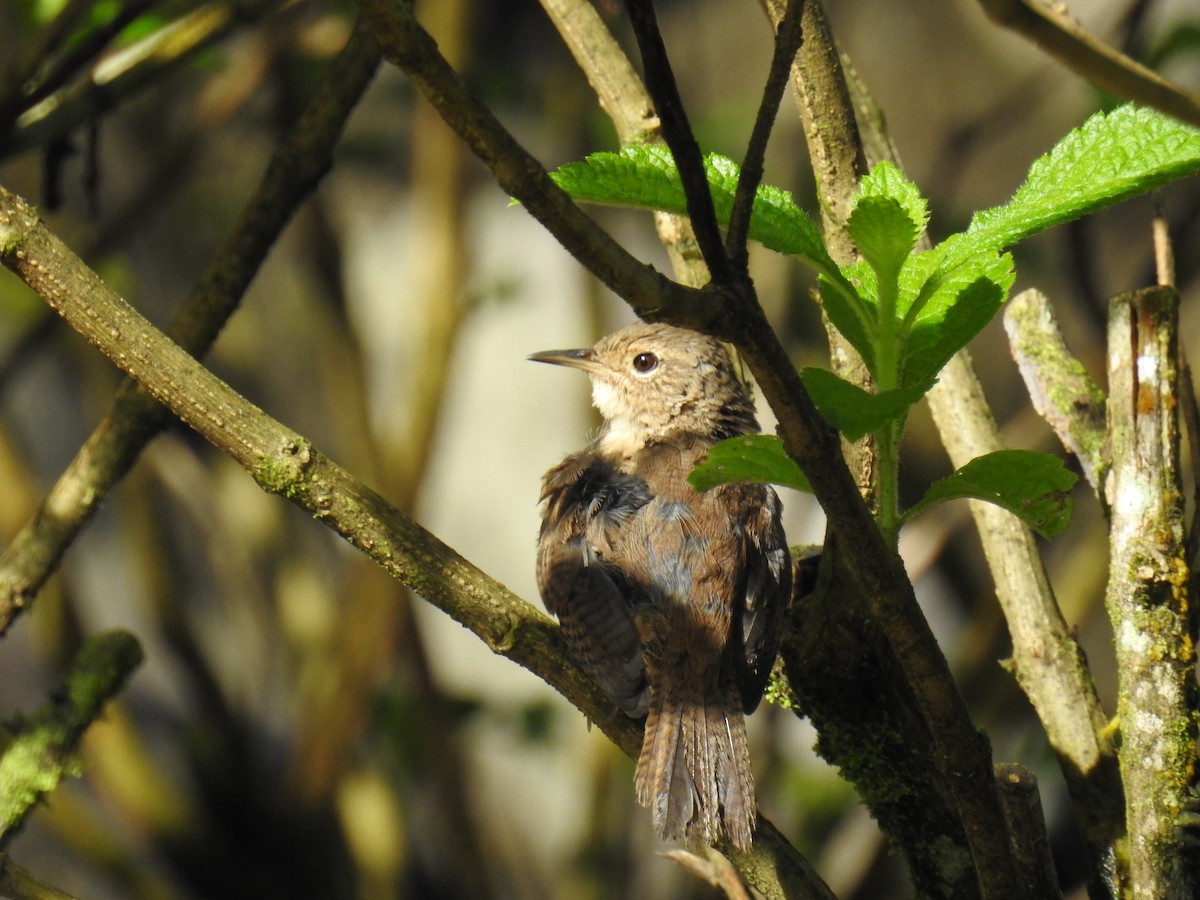 House Wren - ML143918531