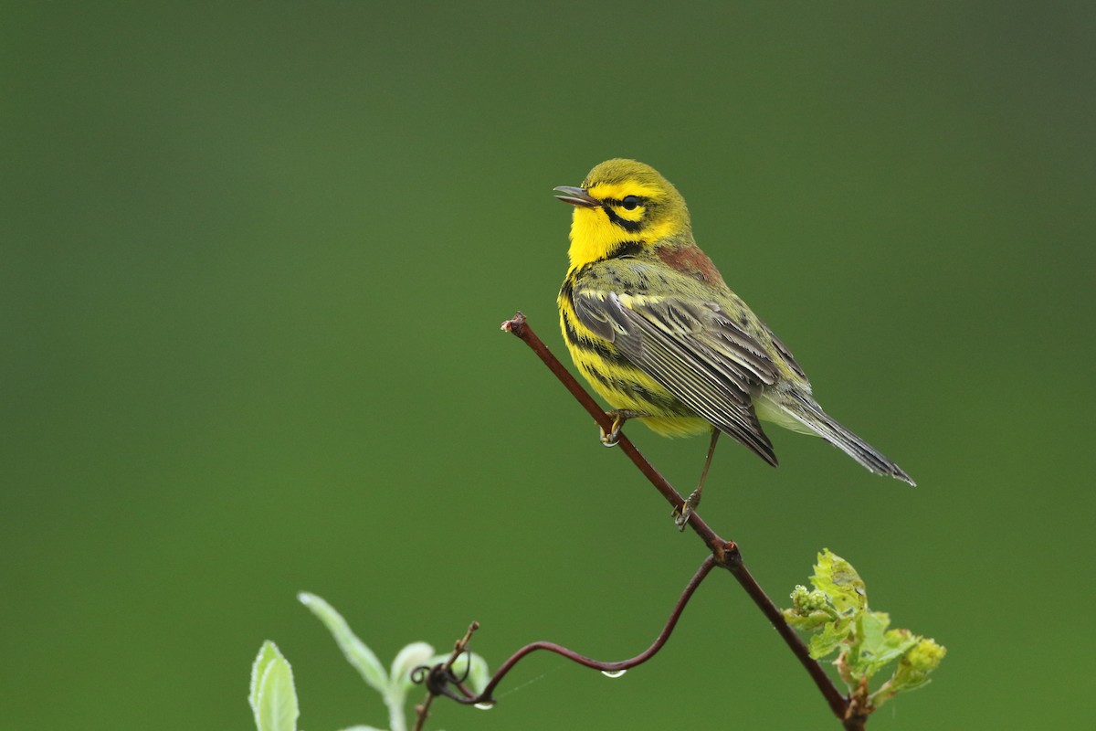 Prairie Warbler - ML143921081