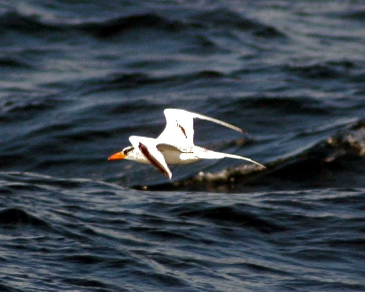 Red-billed Tropicbird - ML143921371