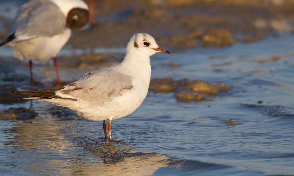 Mouette rieuse - ML143923171