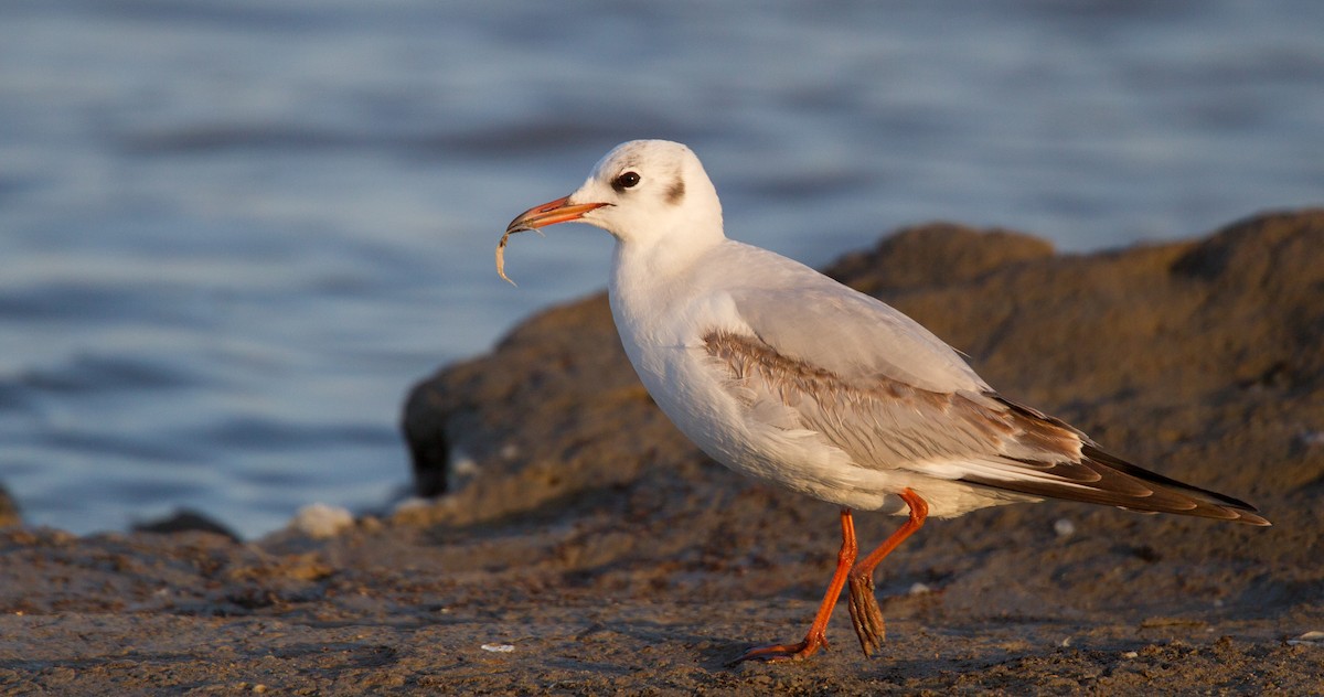 Mouette rieuse - ML143923211