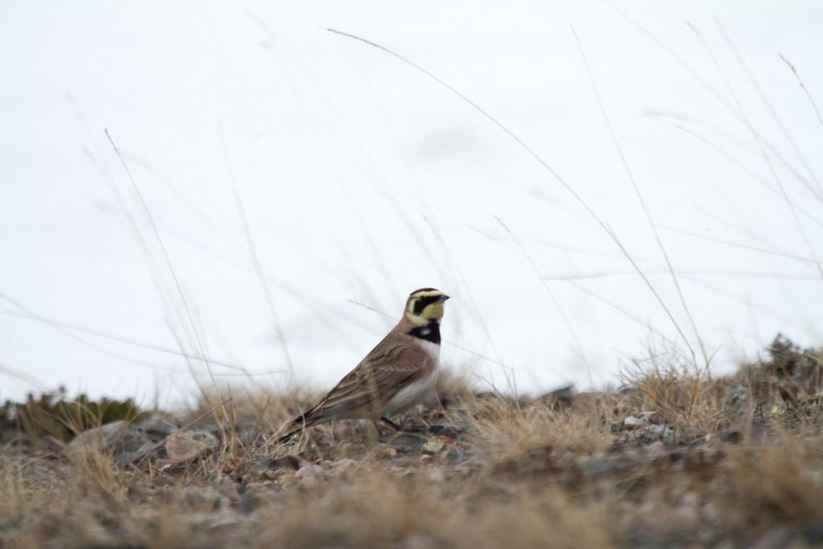 Horned Lark (Shore) - ML143923301