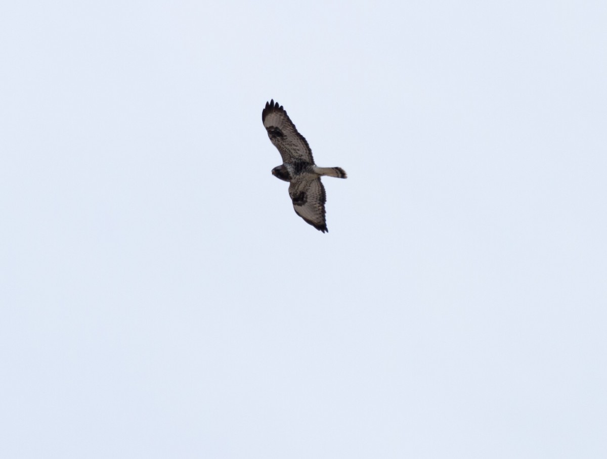 Rough-legged Hawk - Iain Robson