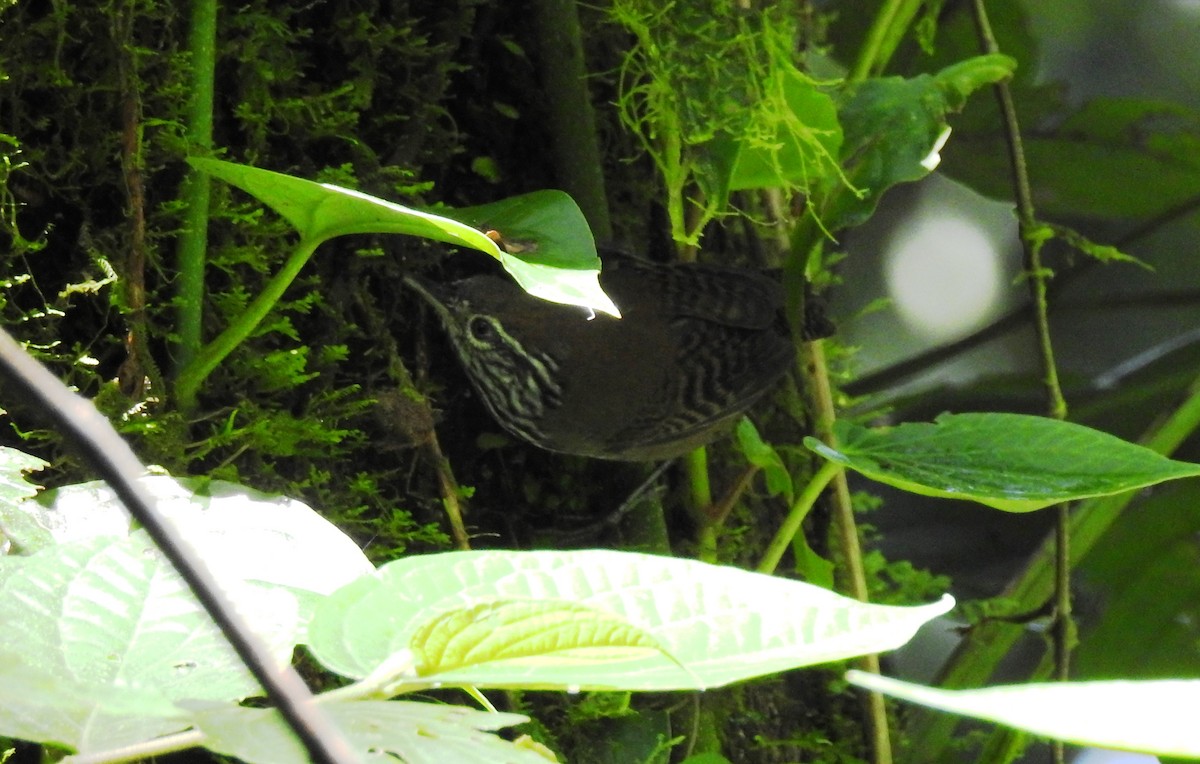 Stripe-breasted Wren - ML143923581