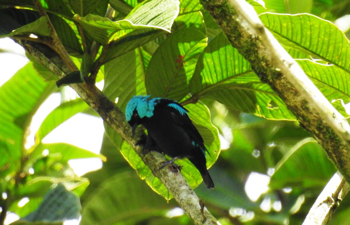 Scarlet-thighed Dacnis - Jon Iratzagorria Garay