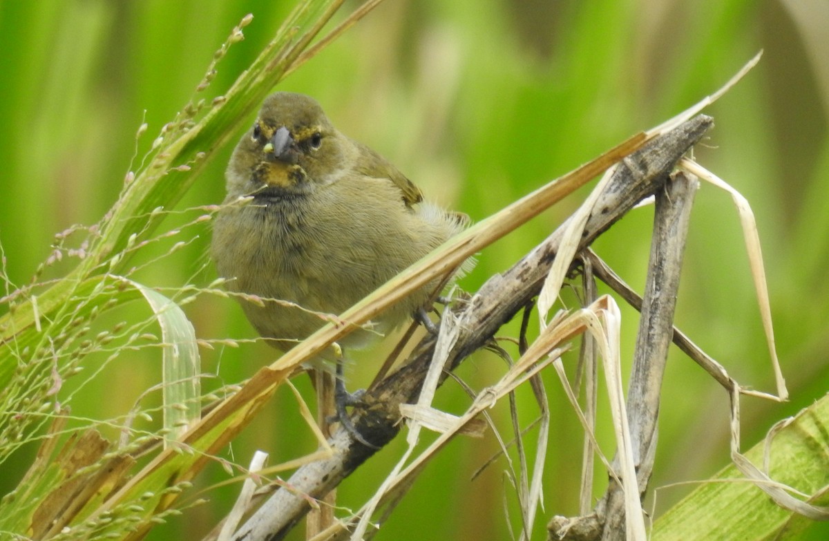 Yellow-faced Grassquit - Jon Iratzagorria Garay