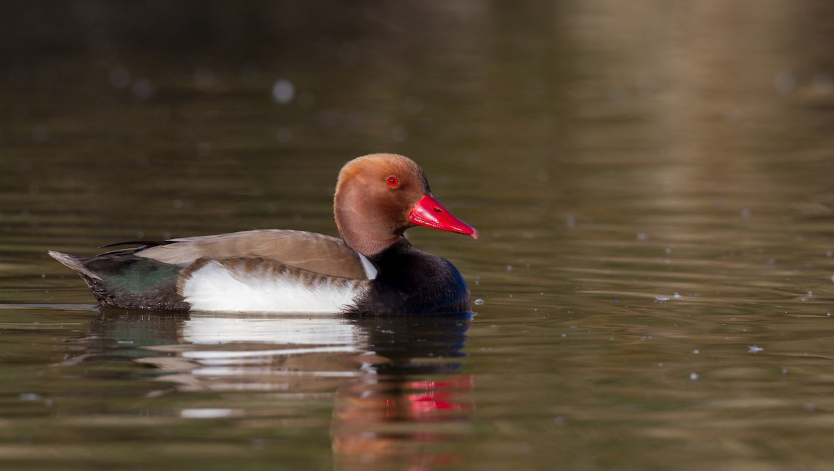 Red-crested Pochard - ML143927861