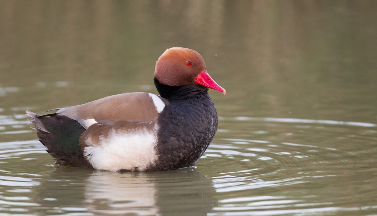 Red-crested Pochard - ML143927931