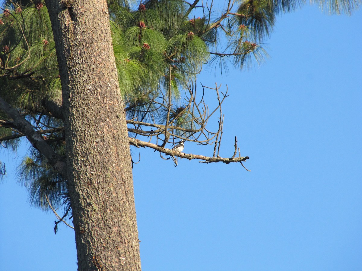 Acorn Woodpecker - Roberto Olmos