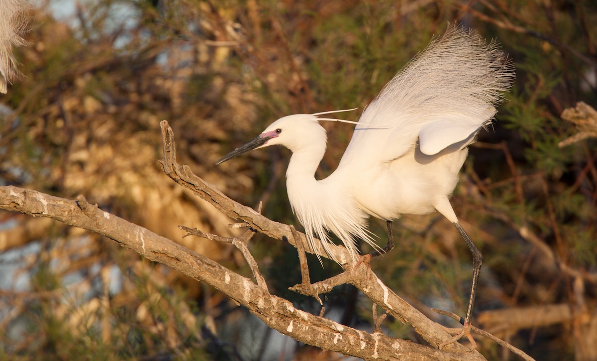 Aigrette garzette (garzetta) - ML143928251