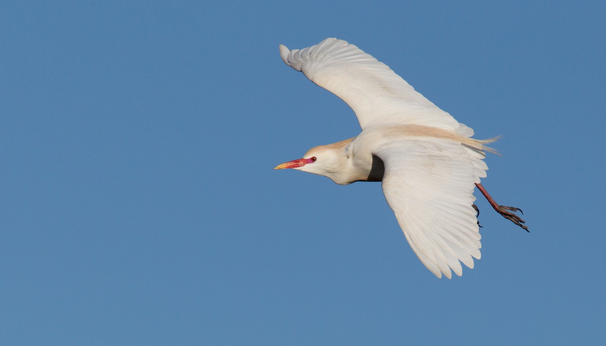 Western Cattle Egret - ML143928281