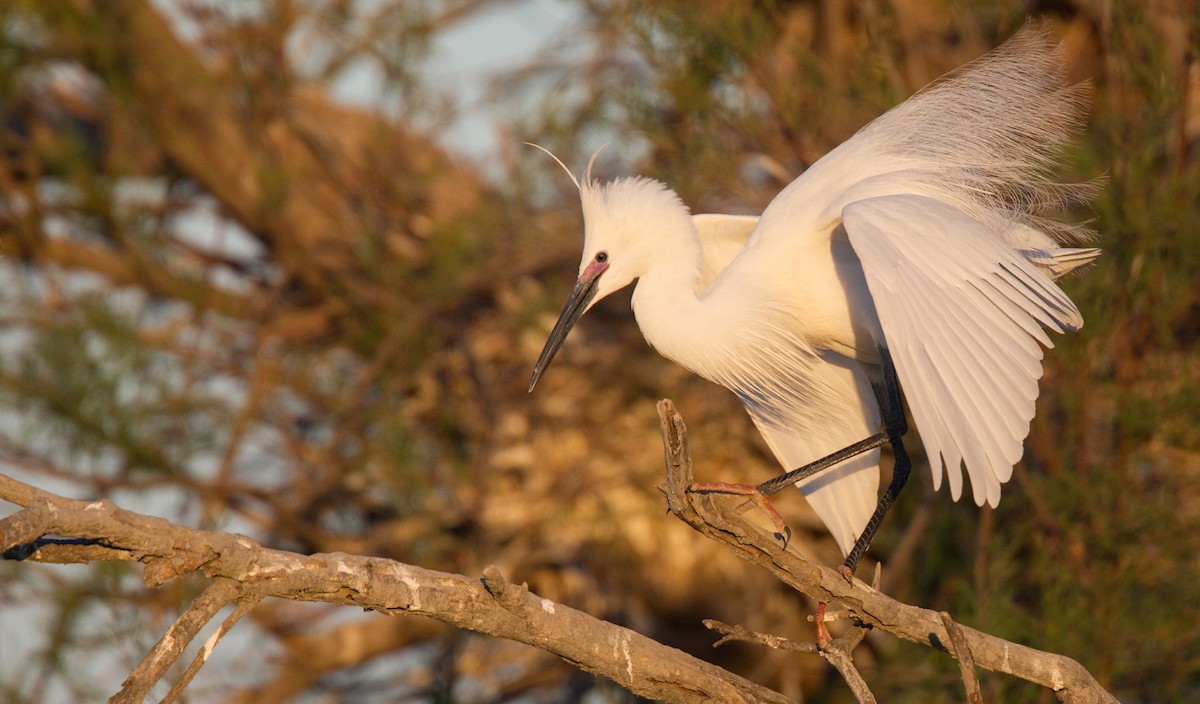 Little Egret (Western) - ML143928291