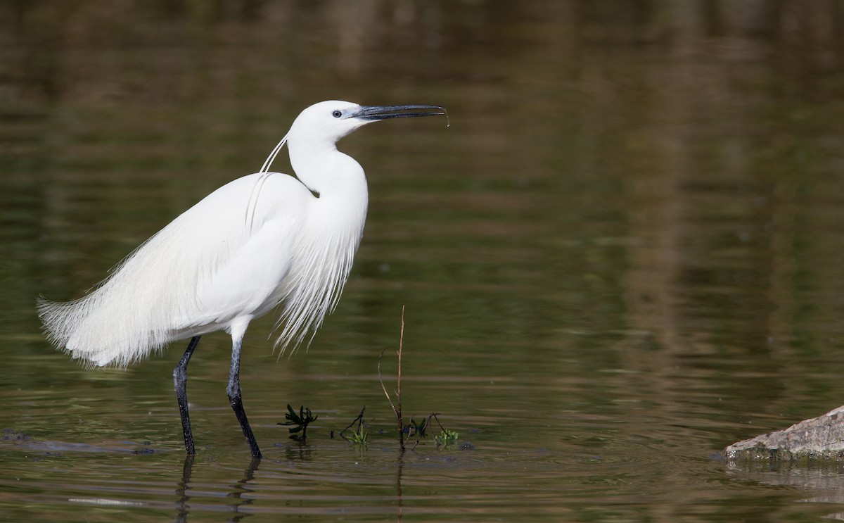 Little Egret (Western) - ML143928361