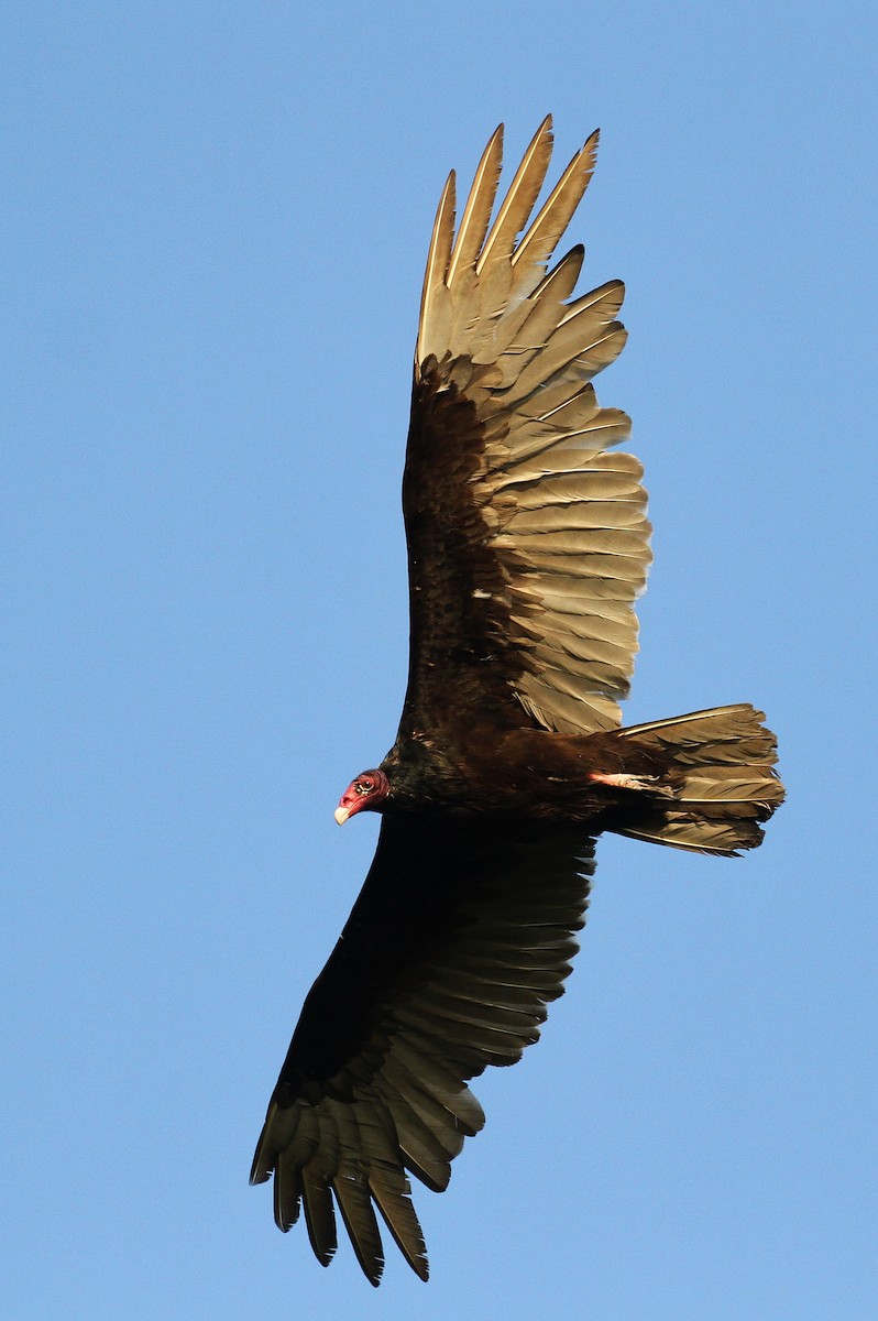 Turkey Vulture - Alex Lamoreaux