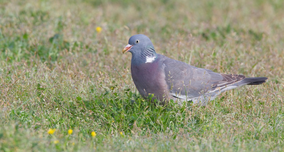 Common Wood-Pigeon - Ian Davies