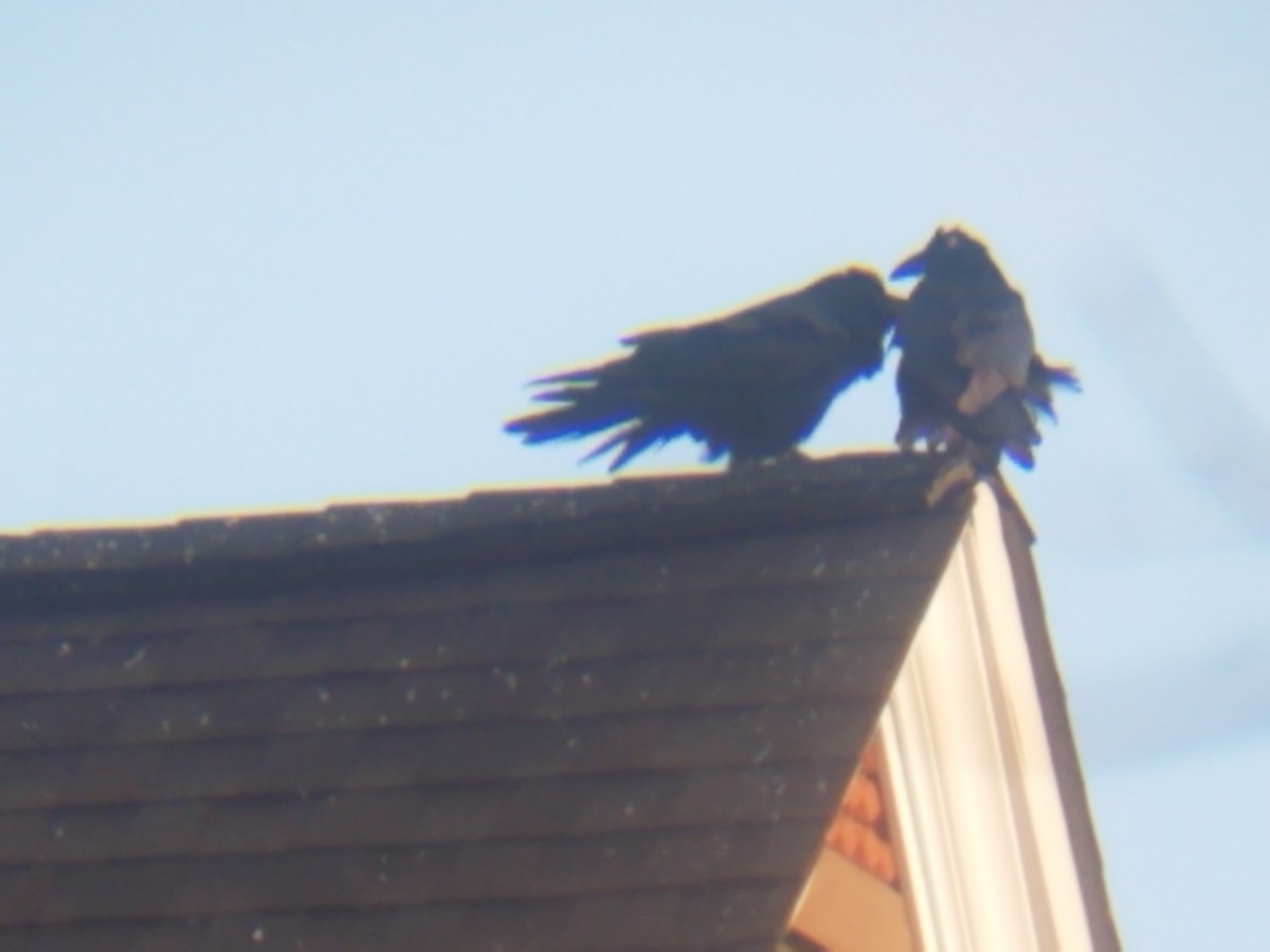 Common Raven - Cory Cone