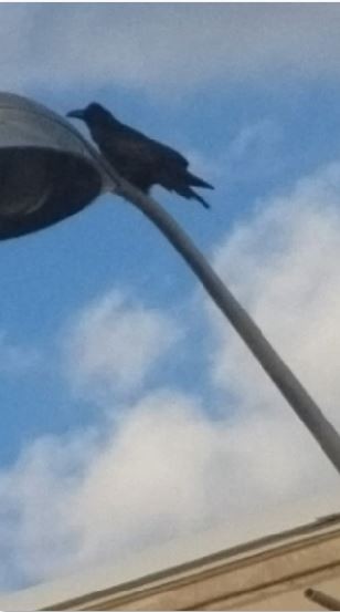 Common Raven - Cory Cone