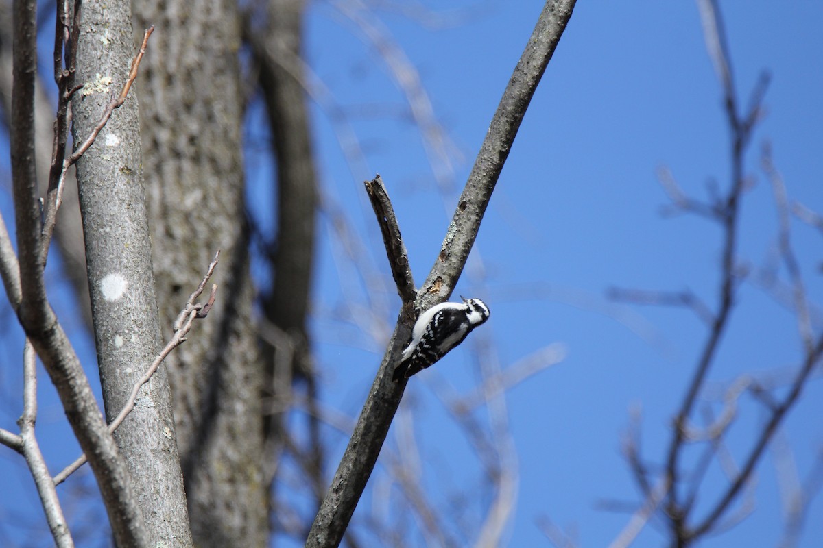 Downy Woodpecker - ML143931251