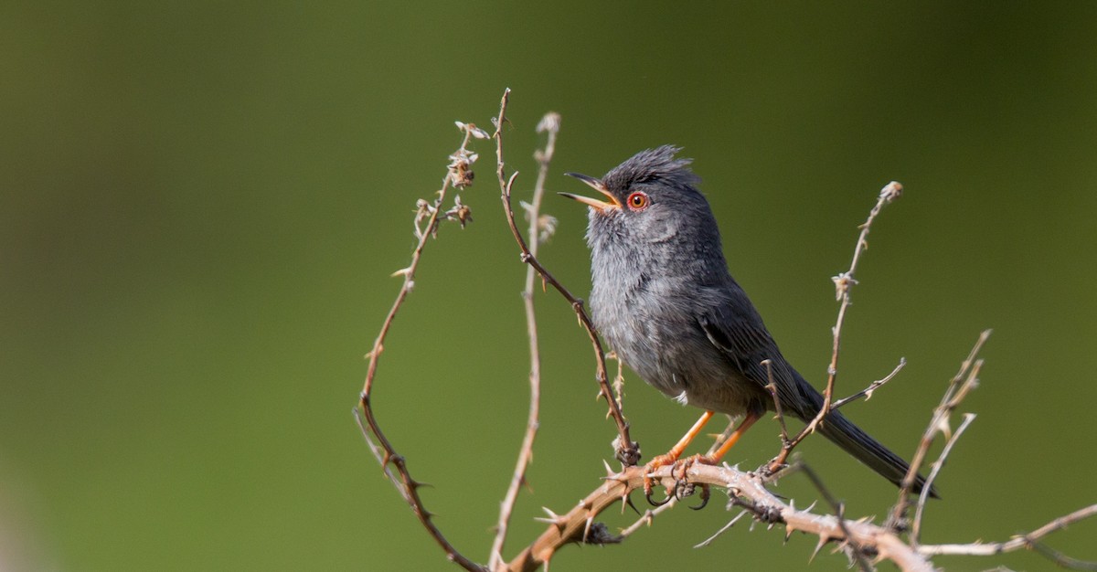 Marmora's Warbler - ML143931701