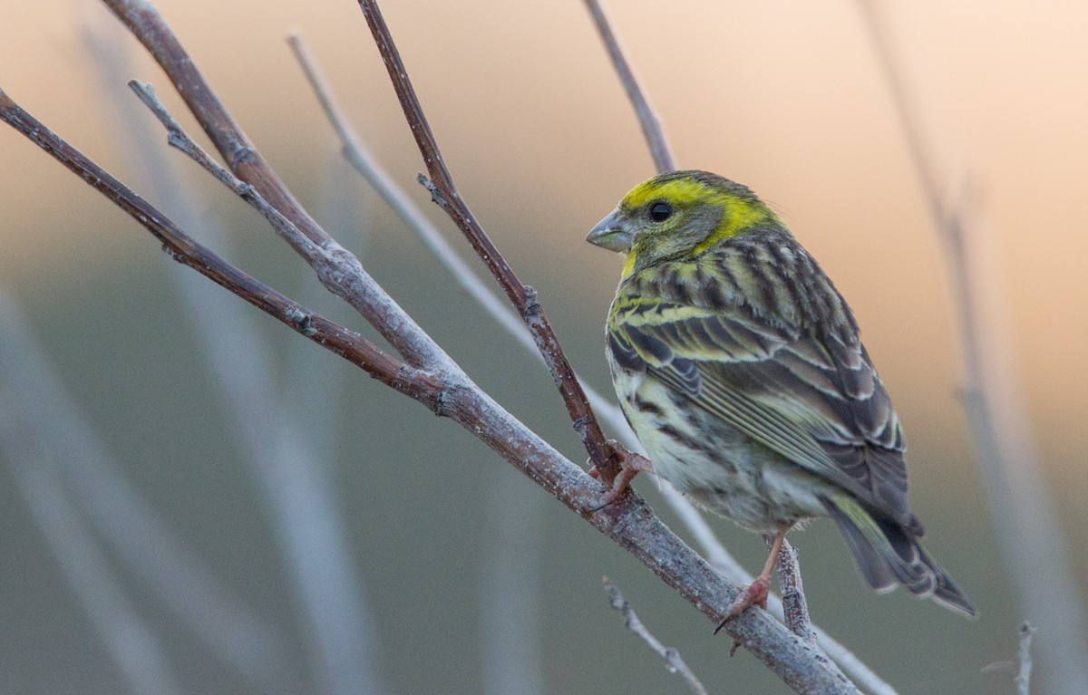 European Serin - Ian Davies