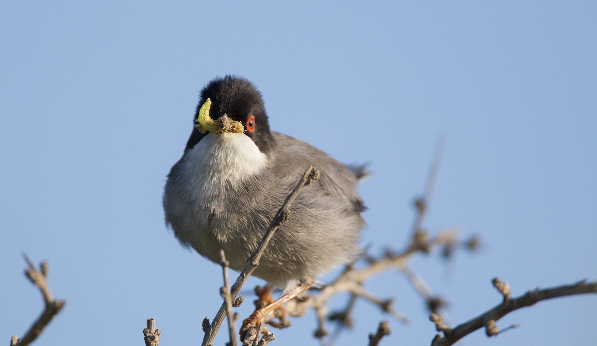 Sardinian Warbler - Ian Davies