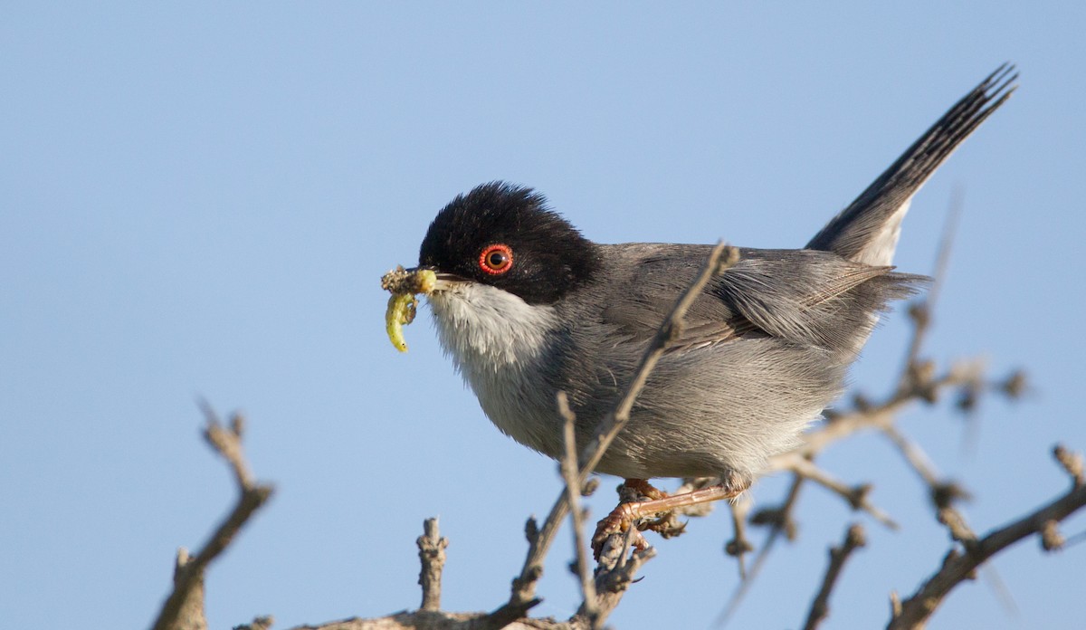 Sardinian Warbler - ML143931881