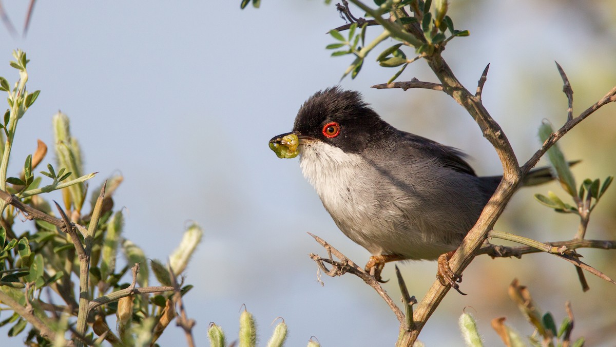 Sardinian Warbler - ML143931891