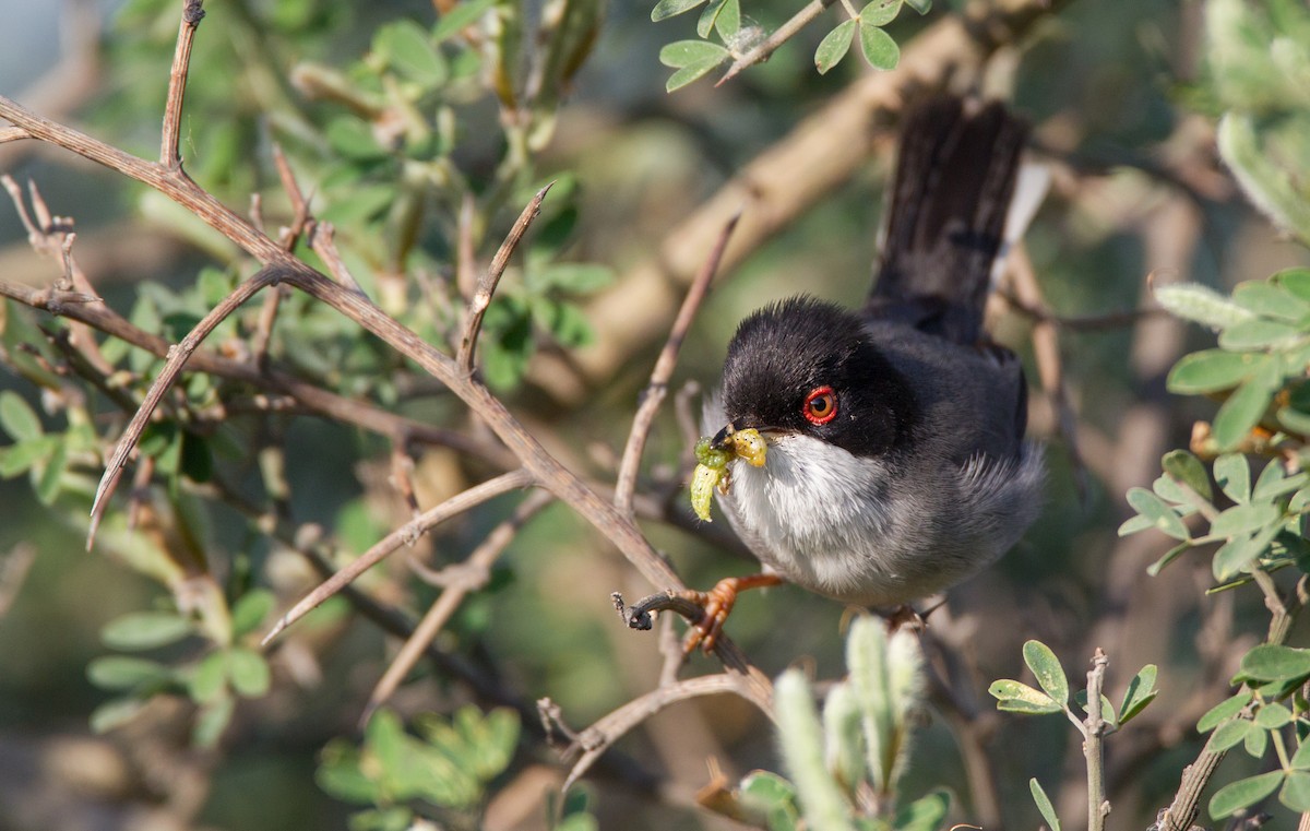 Curruca Cabecinegra - ML143931901