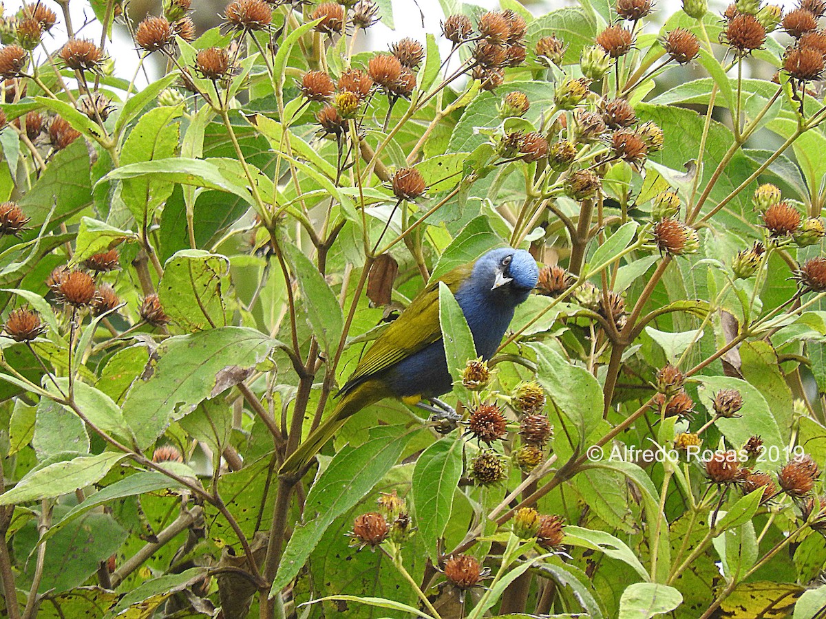 Blue-capped Tanager - ML143932361