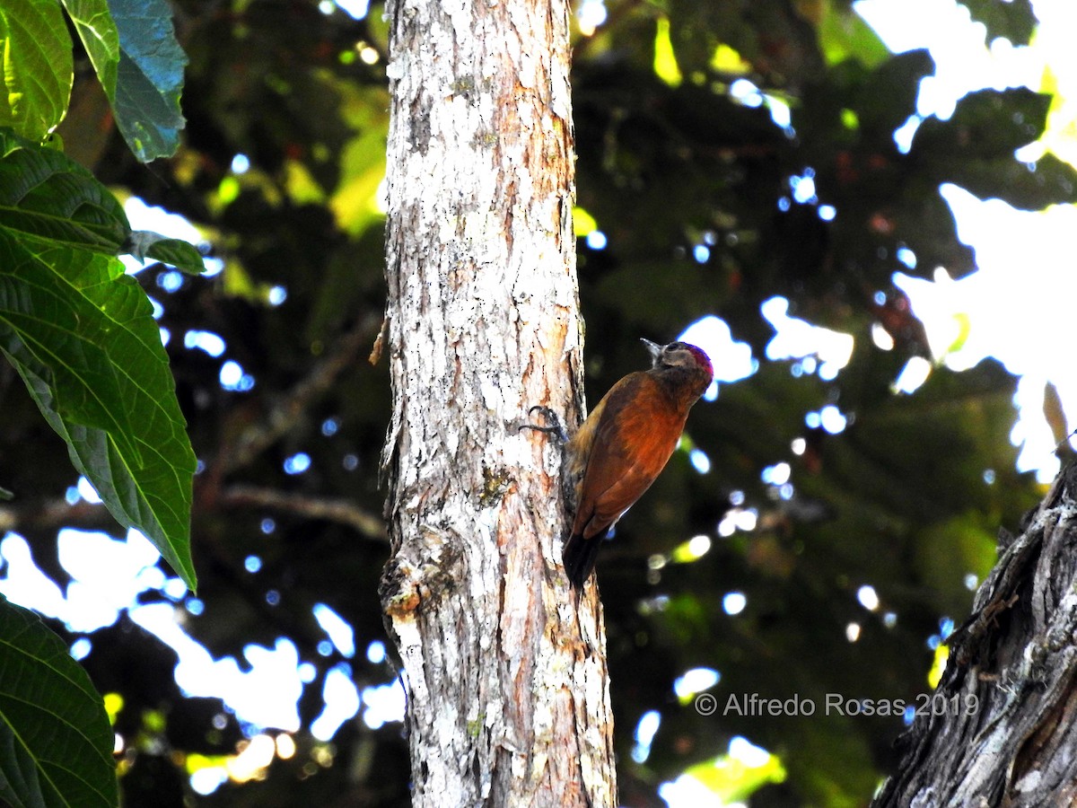 Smoky-brown Woodpecker - ML143932681