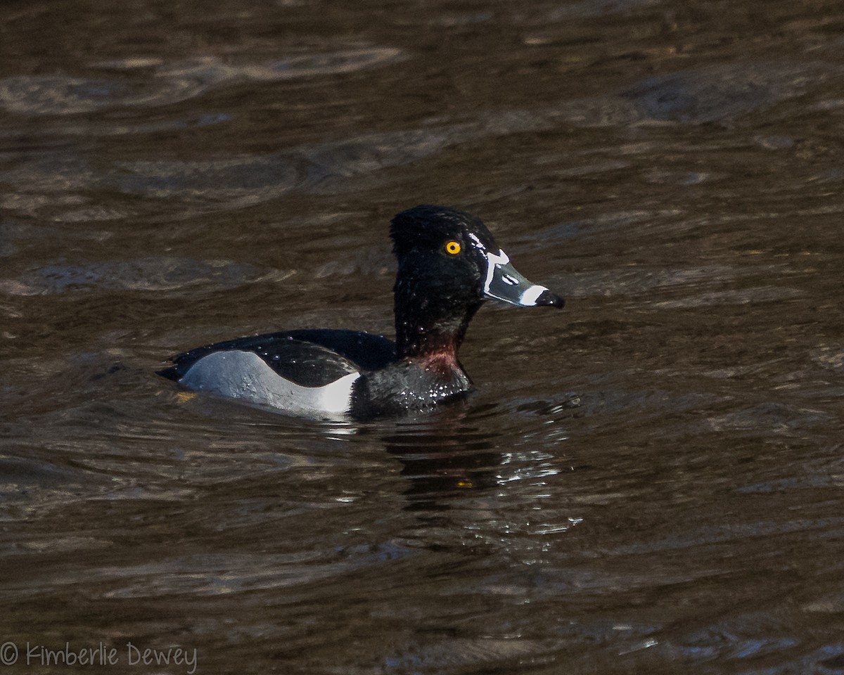 Ring-necked Duck - ML143933601