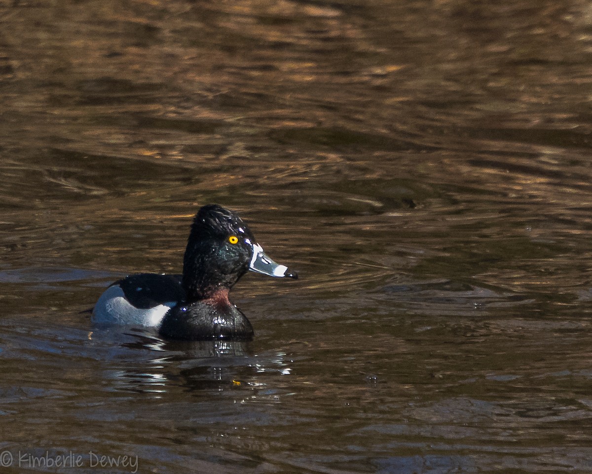 Ring-necked Duck - ML143933621