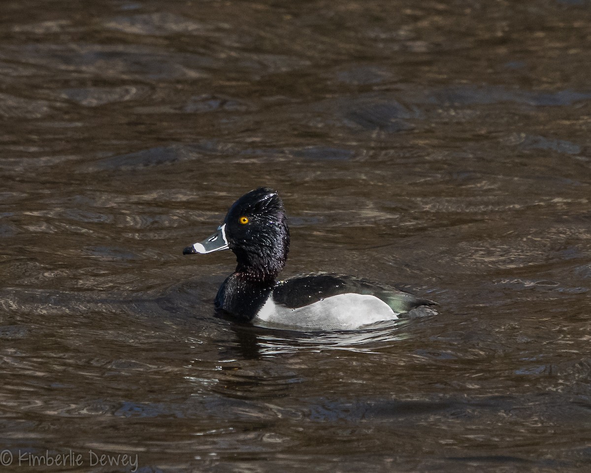 Ring-necked Duck - ML143933631