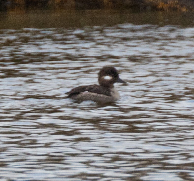 Bufflehead - ML143933901