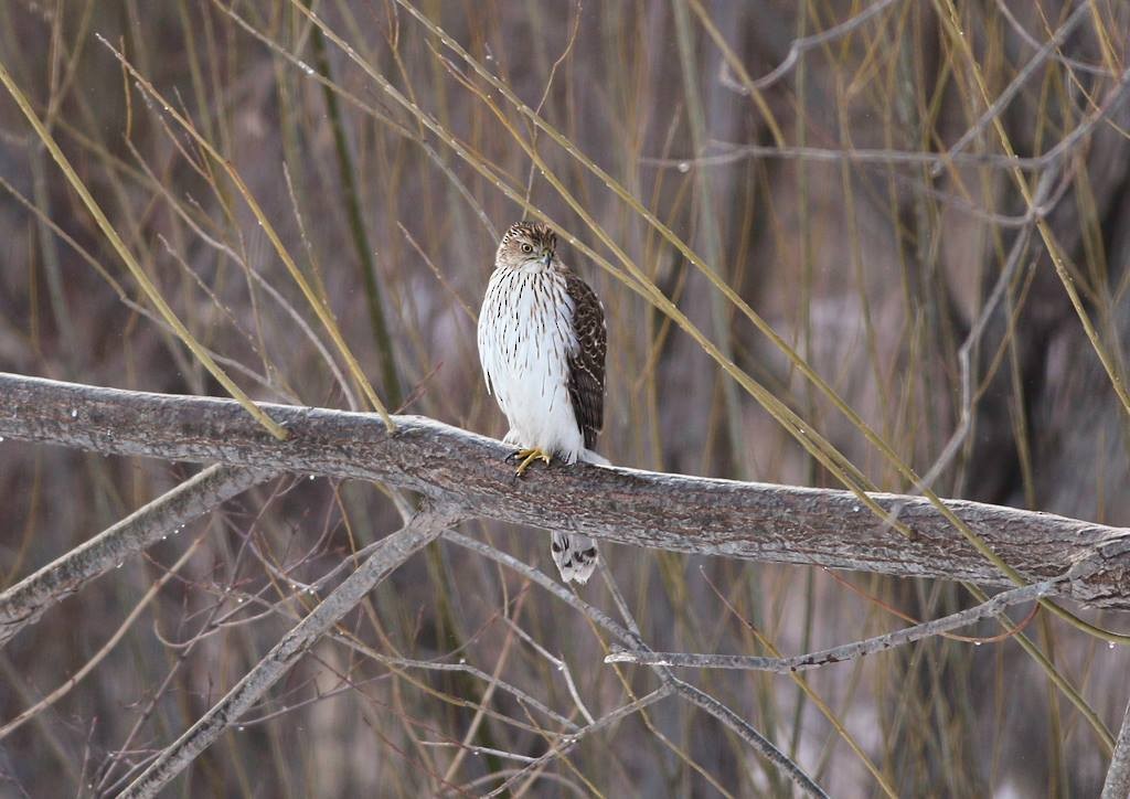 Cooper's Hawk - ML143935451