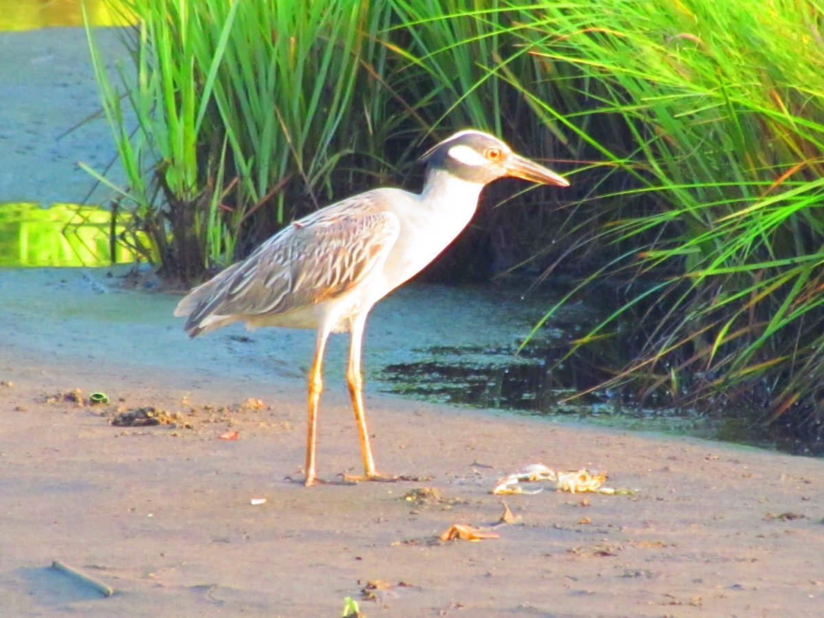 Yellow-crowned Night Heron - ML143935691