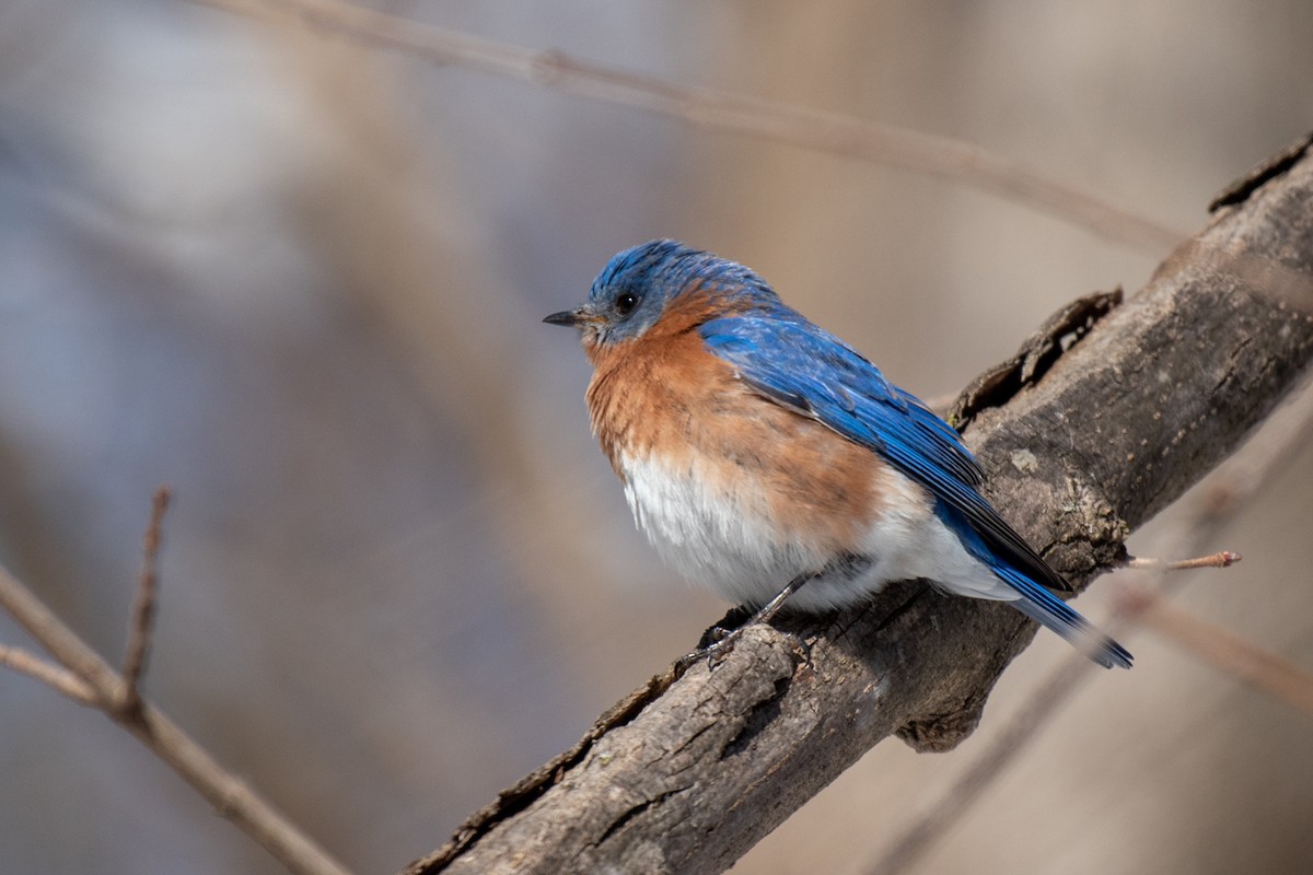 Eastern Bluebird - ML143936461