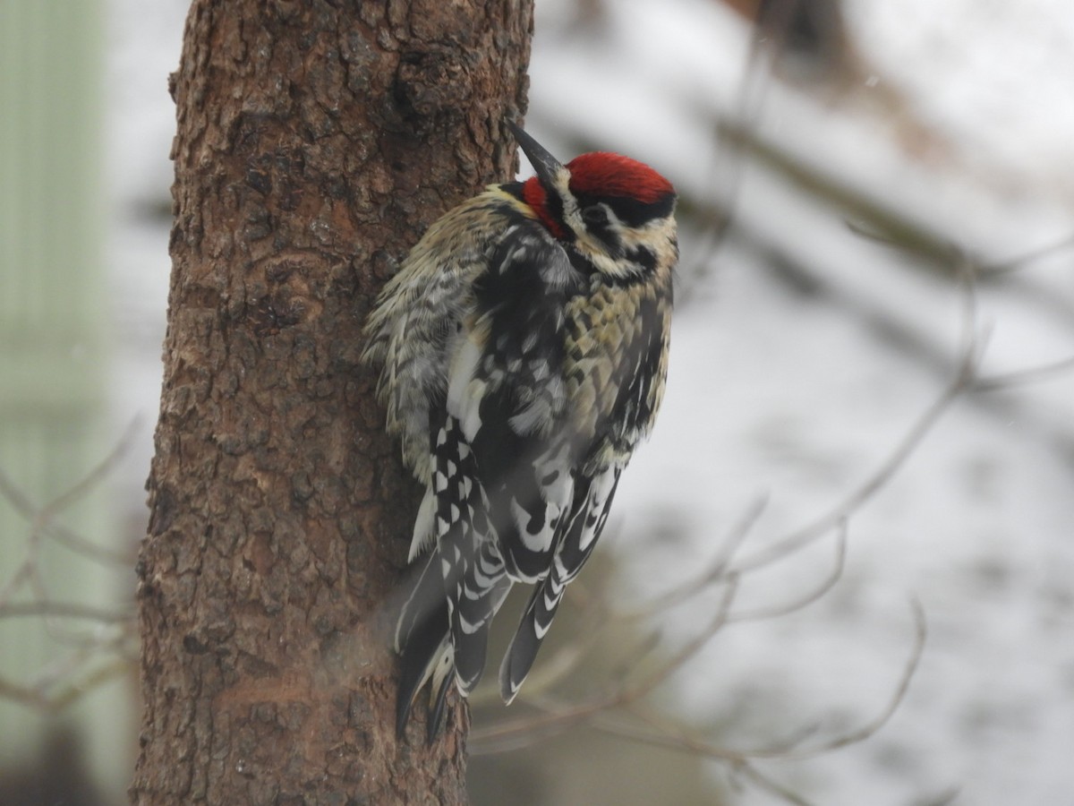 Yellow-bellied Sapsucker - Lois Rockhill