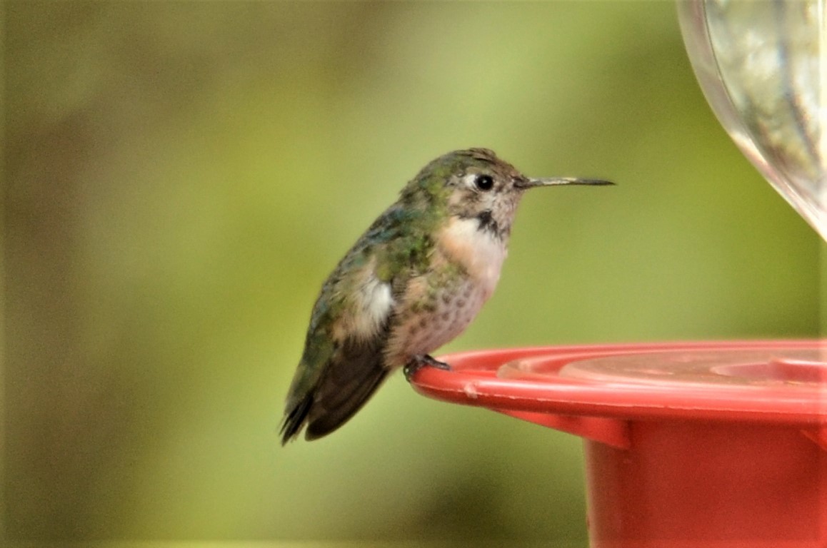 Colibrí Calíope - ML143936791