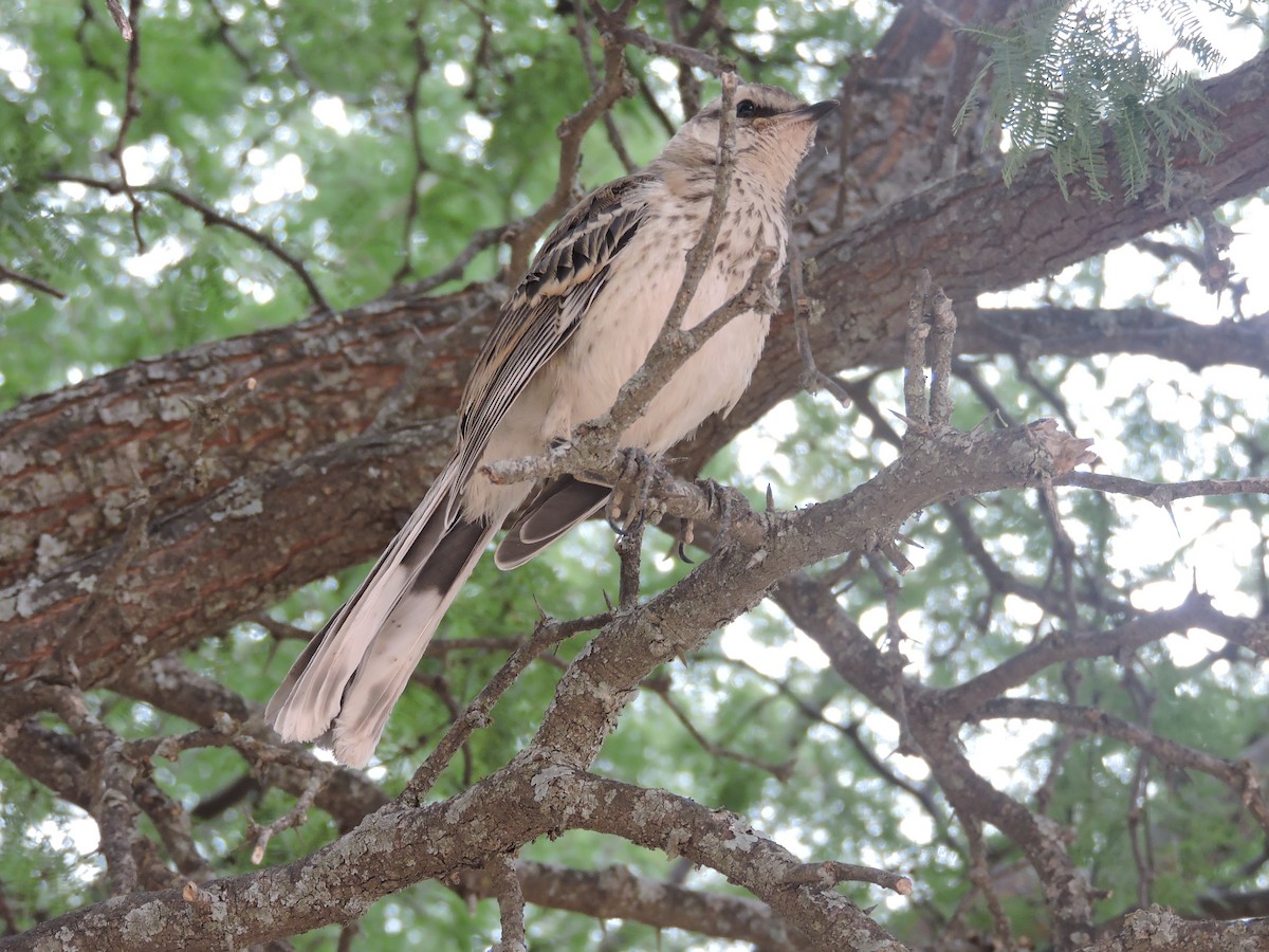 Chalk-browed Mockingbird - Fernando Athor