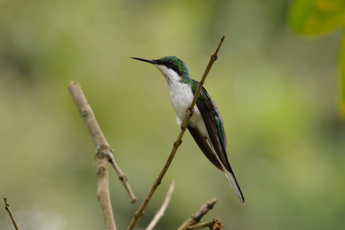 grønnkronealv - ML143939751