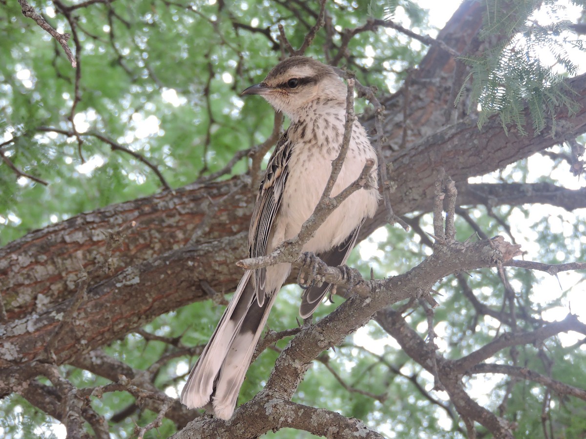 Chalk-browed Mockingbird - Fernando Athor