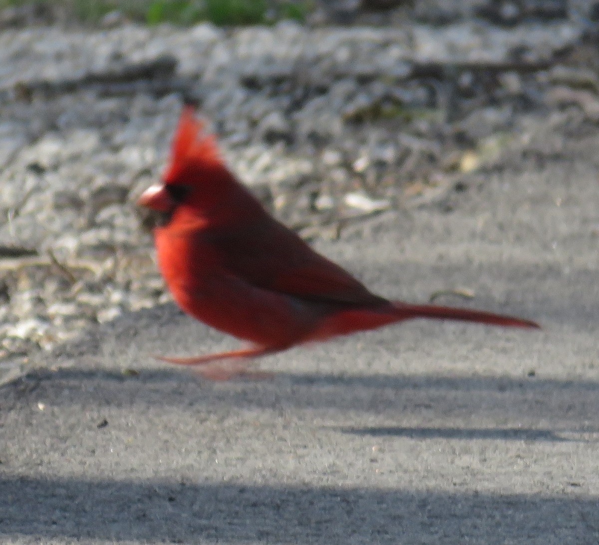 Cardinal rouge - ML143940461