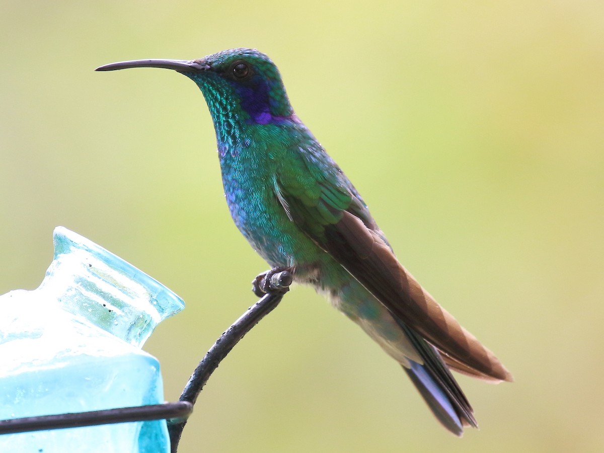 Lesser Violetear - Doug Beach