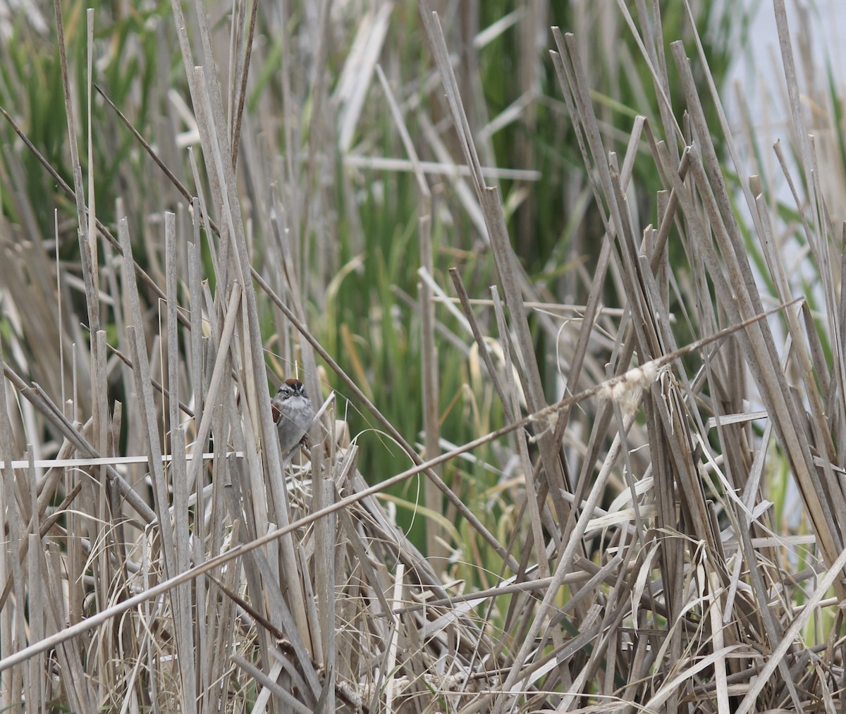 Swamp Sparrow - ML143946311