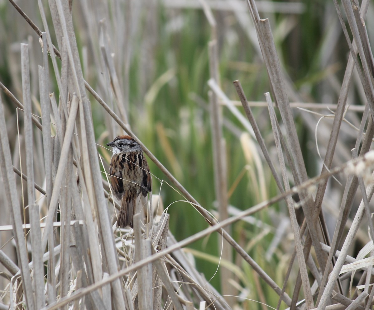 Swamp Sparrow - ML143946421
